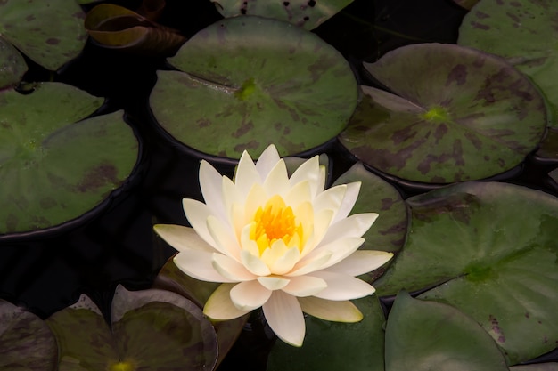 Fiore di loto del primo piano