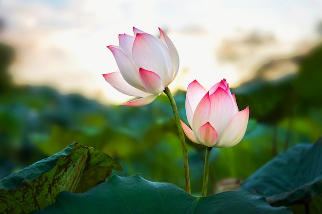 Fiore di loto di bellezza due che fiorisce nello stagno e nel tramonto