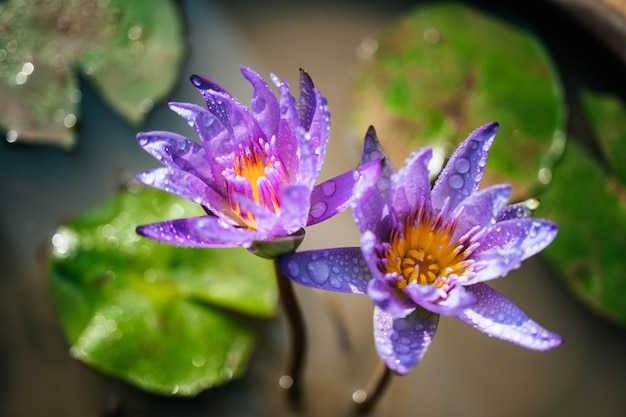 Fiore di loto di fioritura viola con le gocce dell'acqua