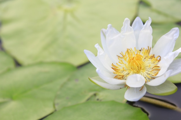 Fiore di loto e piante di fiori di loto