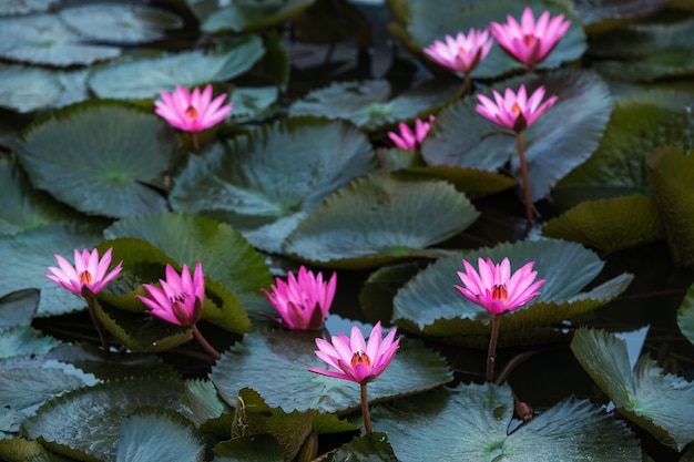 Fiore di loto e piante di fiori di loto