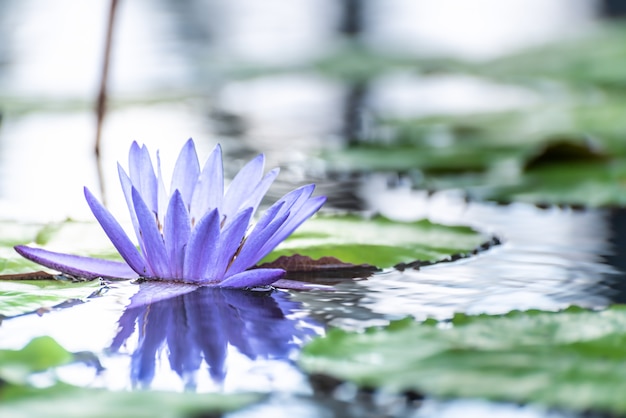 Fiore di loto fiore lilly sull'acqua