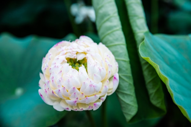 Fiore di loto fiori bianchi ninfee acqua sfondo piante fiorite acquatiche parti tropicali del mondo Le ninfee forniscono cibo per pesci e fauna selvatica