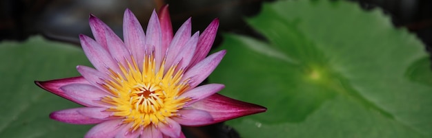 Fiore di loto fiori rosa ninfee acqua sfondo pianta fiorita acquatica parti tropicali del mondo Le ninfee forniscono cibo per pesci e fauna selvaticaweb banner