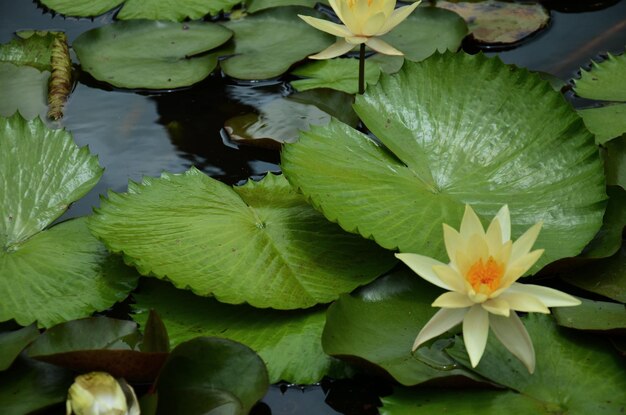 Fiore di loto giallo bianco o fiore di lilly e flora di Nymphaeaceae nello stagno d'acqua al giardino all'aperto Prasat Hin Phanom Rung Stone Castle Sanctuary building Khmer nel parco storico di Buriram Thailandia