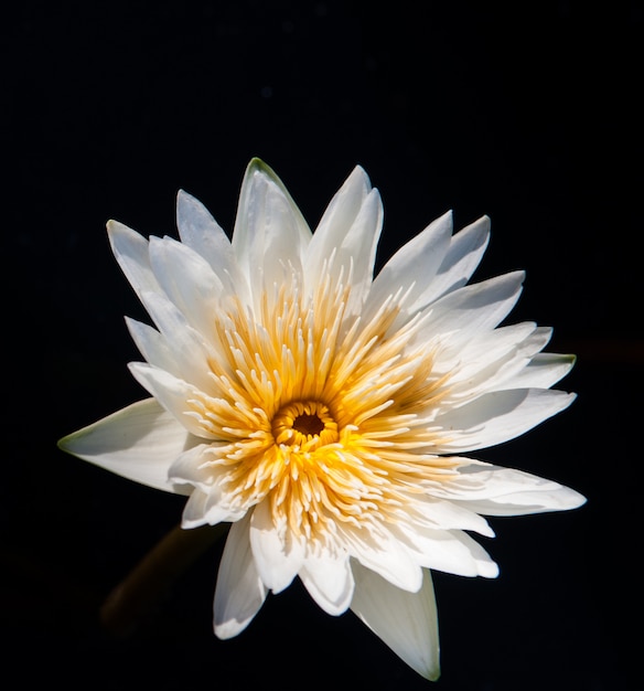 Fiore di loto in acqua calda