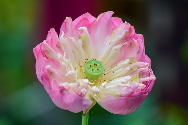 Fiore di loto in natura sfondo.