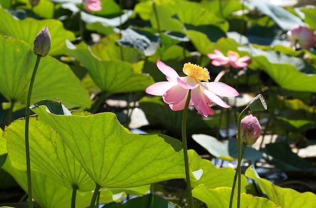 Fiore di loto in una pianura alluvionale del fiume Volga nella regione di Volgograd in Russia