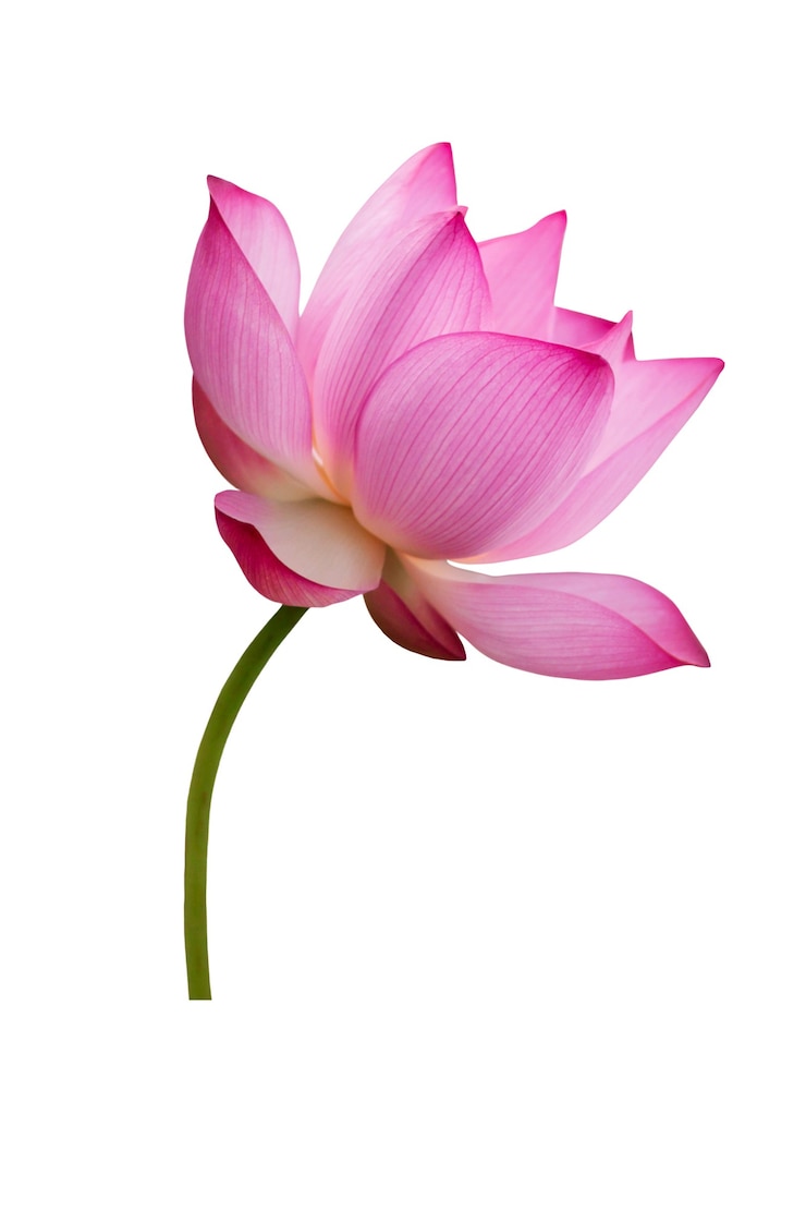 Foto fiore di loto isolato su bianco. il file contiene un tracciato di ritaglio così facile da lavorare.