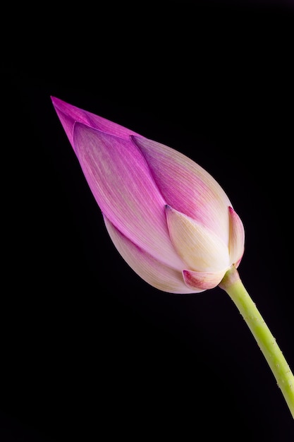 Fiore di loto isolato su sfondo nero.