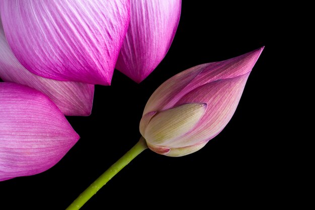 Fiore di loto isolato su sfondo nero.