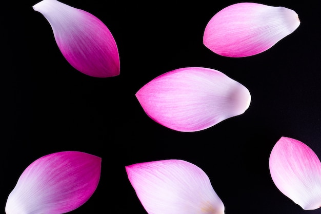 Fiore di loto isolato su sfondo nero.