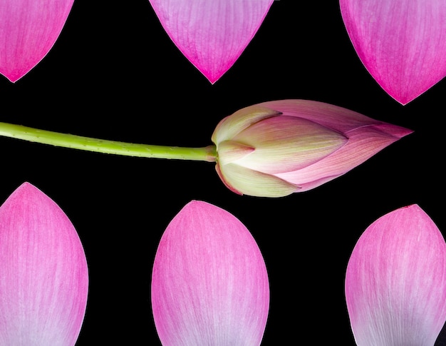 Fiore di loto isolato su sfondo nero.