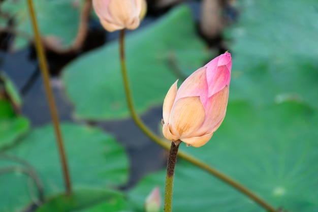 Fiore di loto Loto o Nelumbo