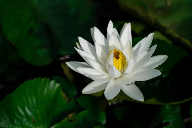 Fiore di loto nel bacino