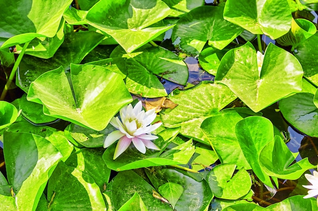 Fiore di loto nel tipico giardino cinese, parco. Pechino, Cina.