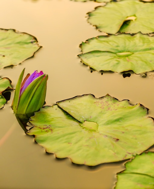 fiore di loto nello stagno della città