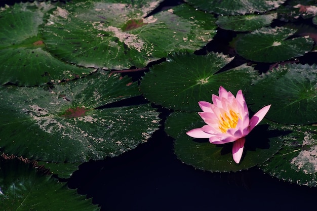 Fiore di loto nello stagno