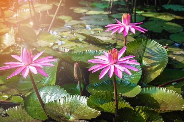 Fiore di loto nello stagno