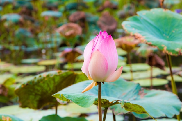 Fiore di loto nello stagno