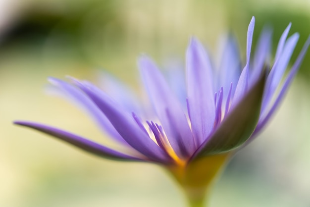 Fiore di loto Ninfea tropicale