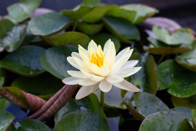 Fiore di loto Nymphaea con foglie bellissima giglia d'acqua in fiore