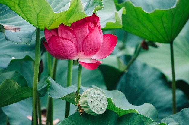 Fiore di loto rosa Bellissimo fiore esotico Asia