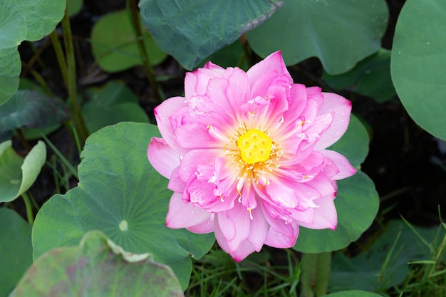 Fiore di loto rosa che fiorisce in stagno con foglie verdi