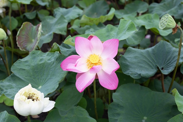 Fiore di loto rosa che fiorisce in stagno con foglie verdi