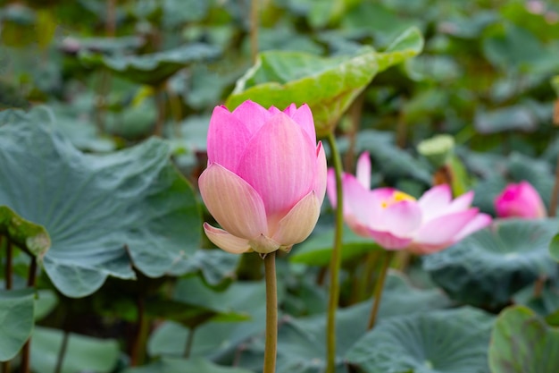 Fiore di loto rosa che fiorisce in stagno con foglie verdi