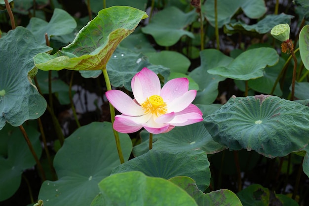 Fiore di loto rosa che fiorisce in stagno con foglie verdi