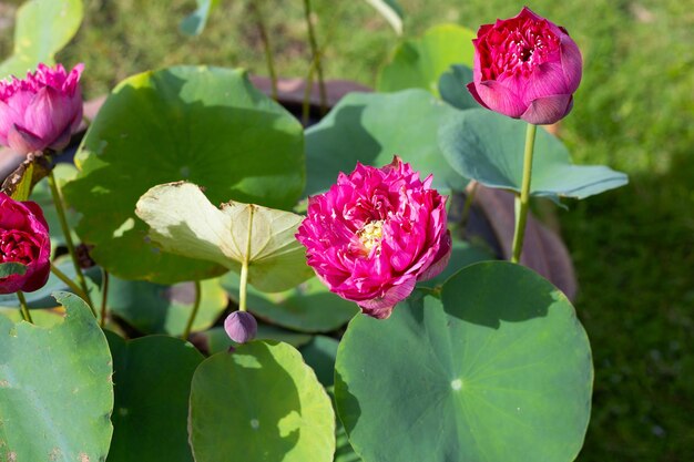 Fiore di loto rosa che fiorisce in stagno con foglie verdi