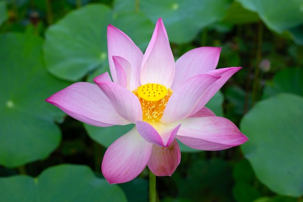 Fiore di loto rosa che fiorisce in stagno con foglie verdi