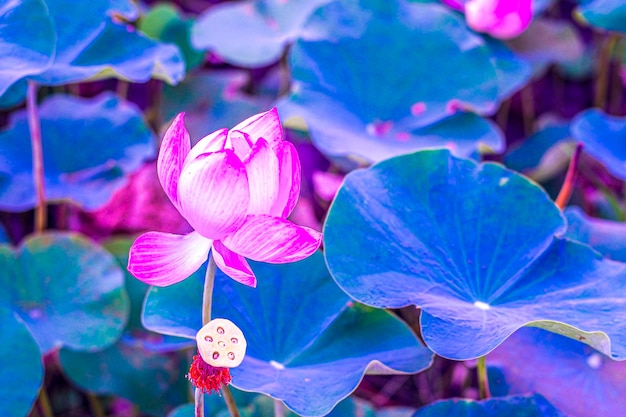 Fiore di loto rosa che fiorisce in stagno con sfondo di foglie verdi