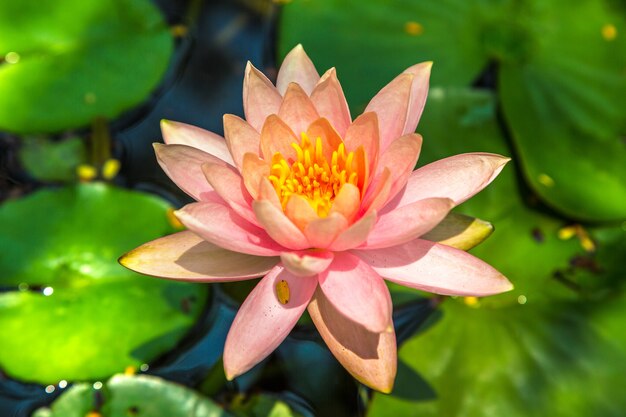 Fiore di loto rosa con foglia verde in stagno