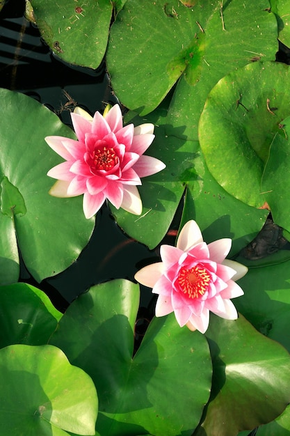 Fiore di loto rosa con foglie verdi nel lago