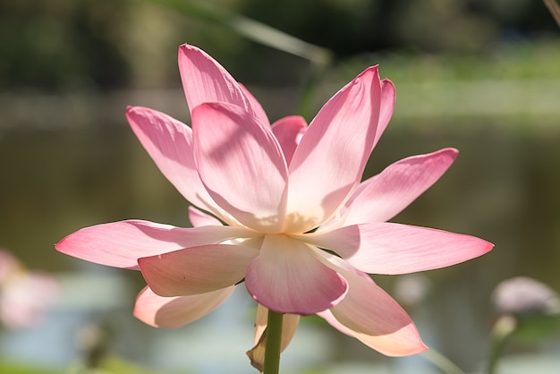 Fiore di loto rosa dell'acqua. In estate cresce sul lago.