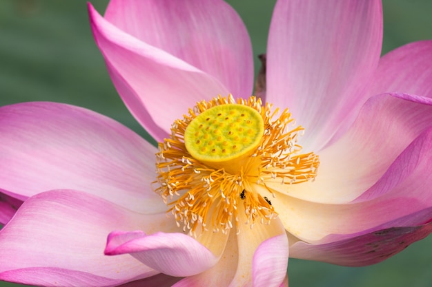 Fiore di loto rosa di mattina in stagno.