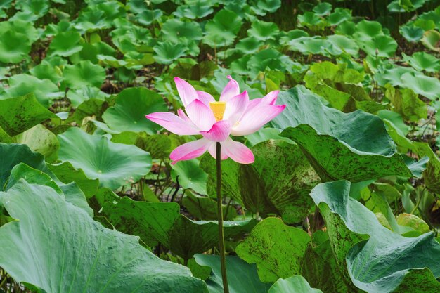 fiore di loto rosa e foglia verde