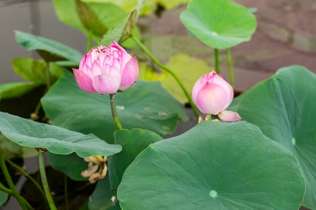 fiore di loto rosa e pianta