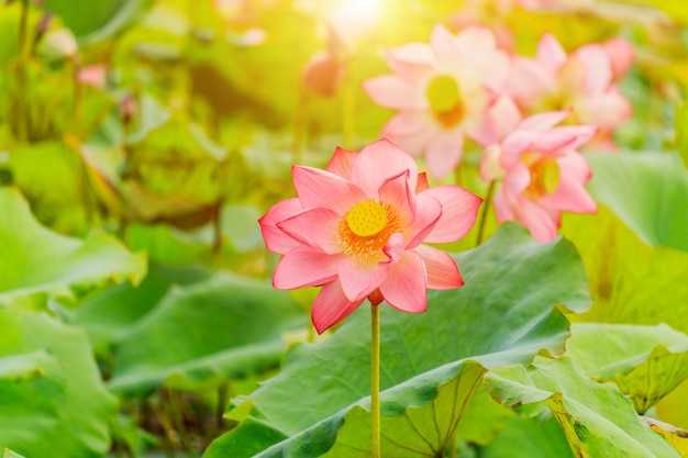 Fiore di loto rosa e piante di fiori di loto