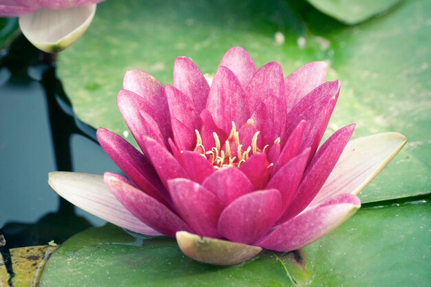 Fiore di loto rosa fresco di diffusione nello stagno giapponese