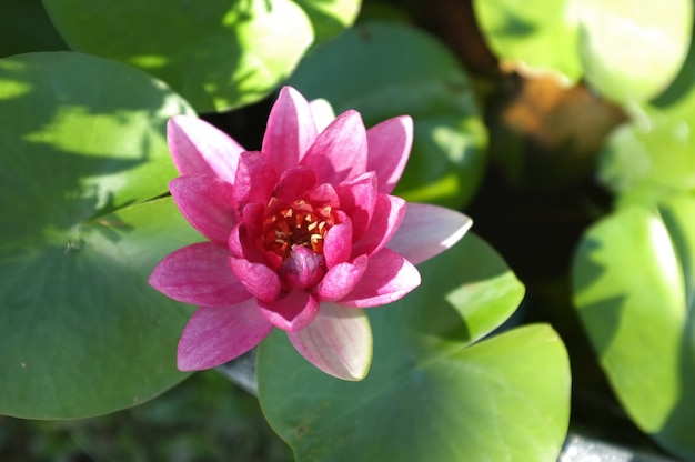 fiore di loto rosa in fiore sfondo naturale Foglia di loto