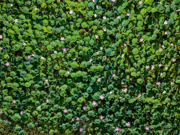 fiore di loto rosa in fiore su sfondo verde Ninfea colorata o fiore di loto Attrazione nello stagno