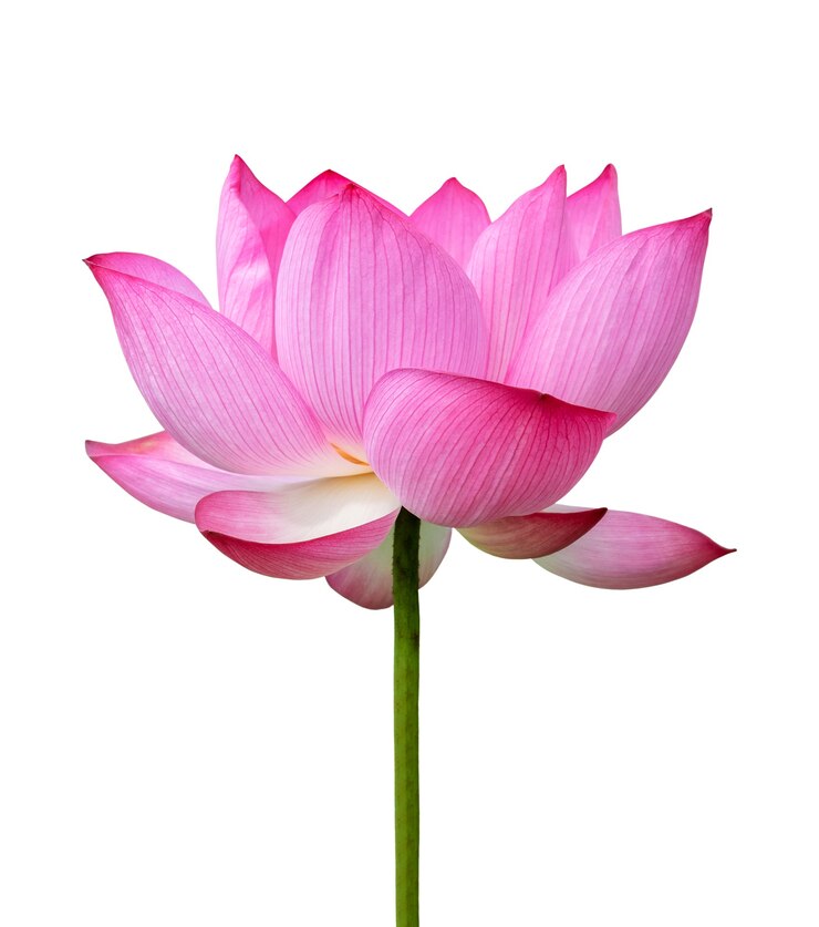 Foto fiore di loto rosa isolato su sfondo bianco. il file contiene un tracciato di ritaglio così facile da lavorare.
