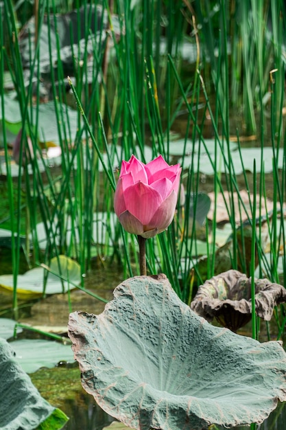 Fiore di loto rosa nell'erba