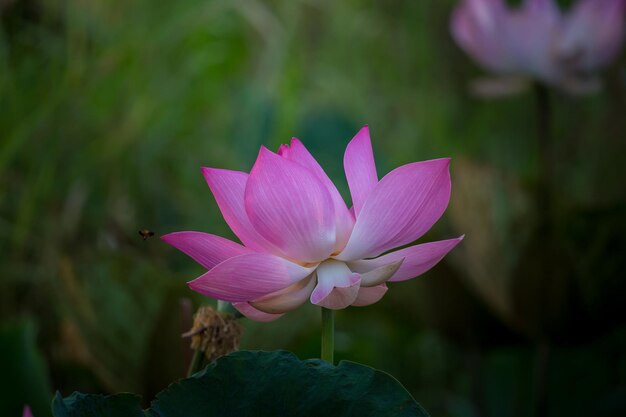 Fiore di loto rosa nello stagno della Thailandia