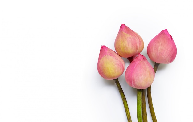 Fiore di loto rosa sulla tavola bianca.