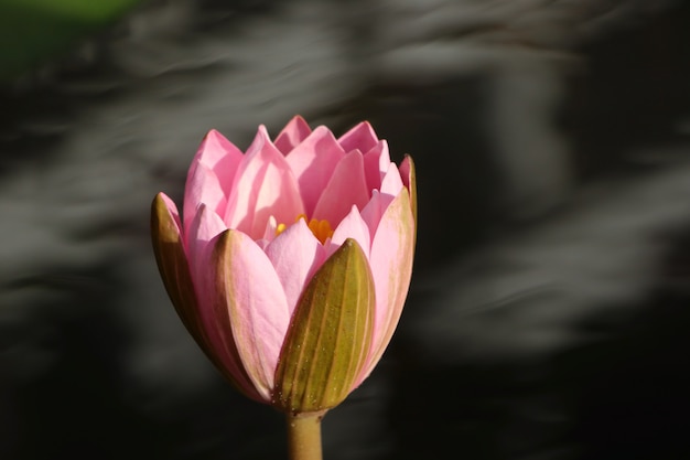 Fiore di loto rosa tropicale