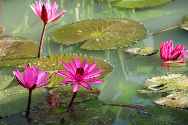 Fiore di loto rosa tropicale